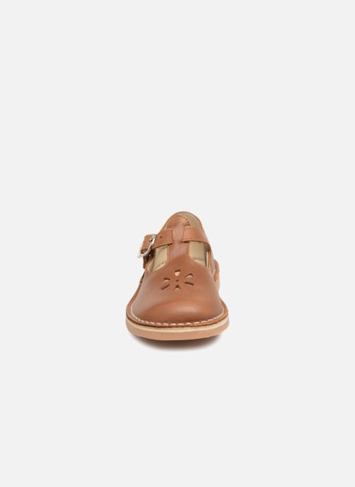 aster dingo camel